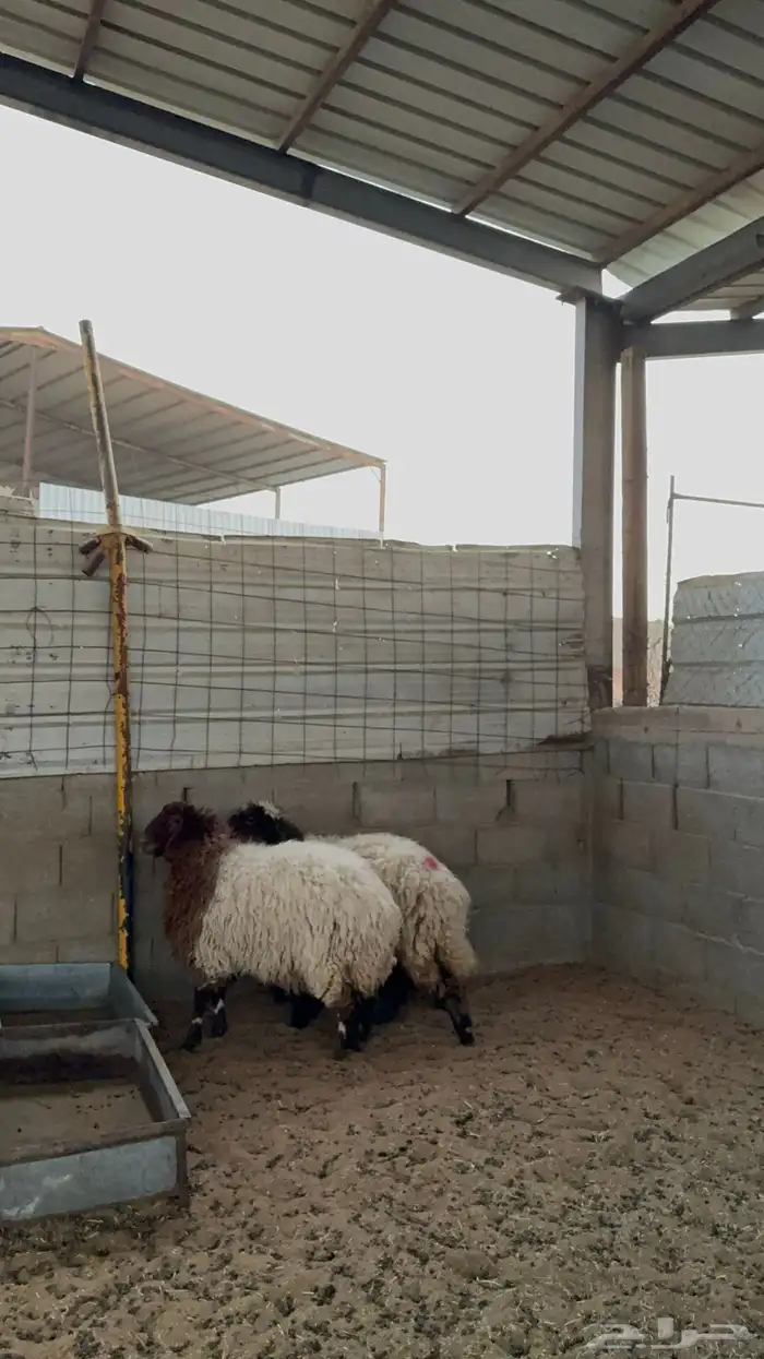 رخال نعيم جبره 4