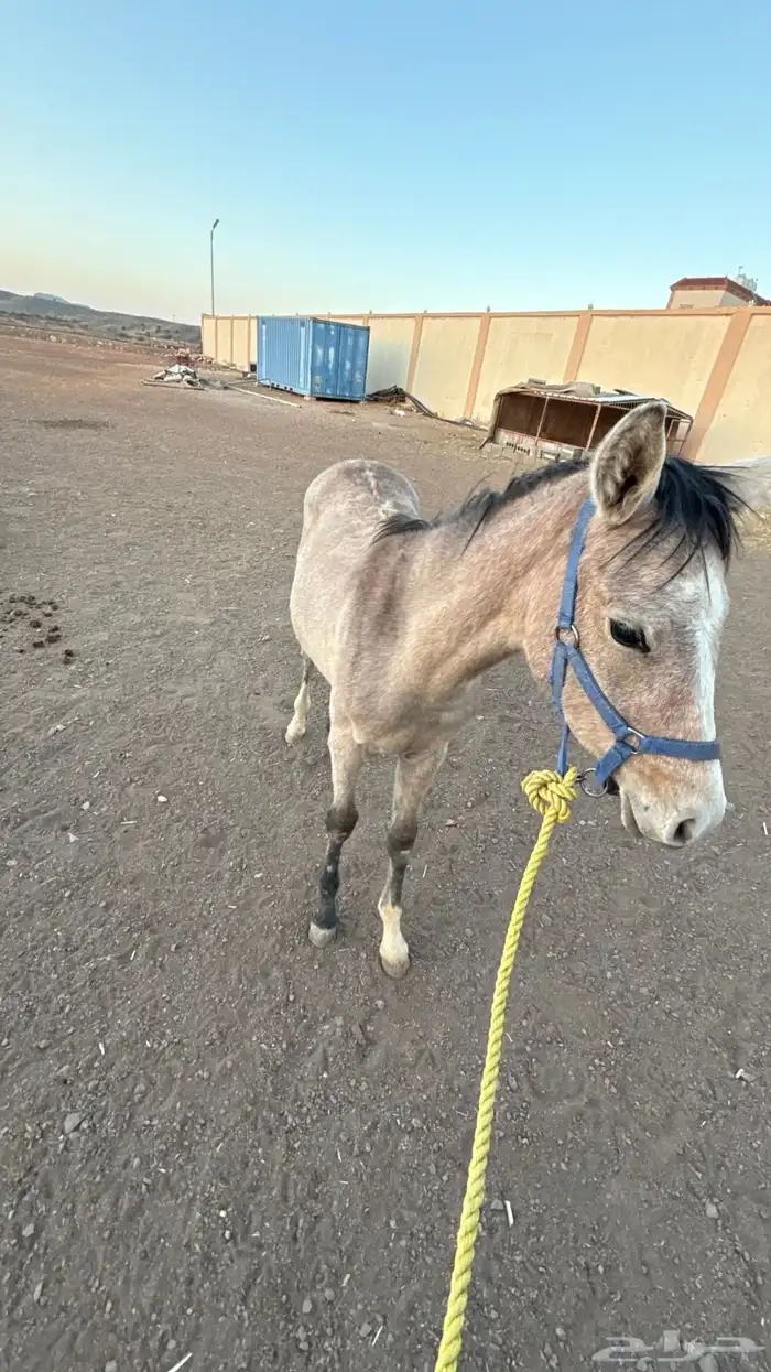 فرس عمرها 4 كفو للبيع عليها مهر ولقاح 20