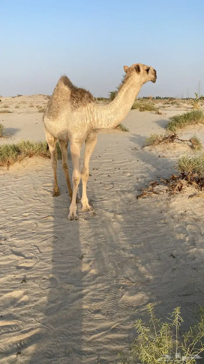 قعود اشقح كفو 2