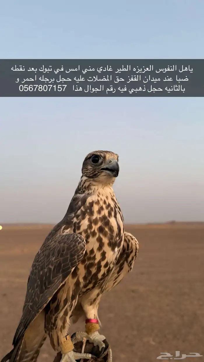 طير ضايع 0
