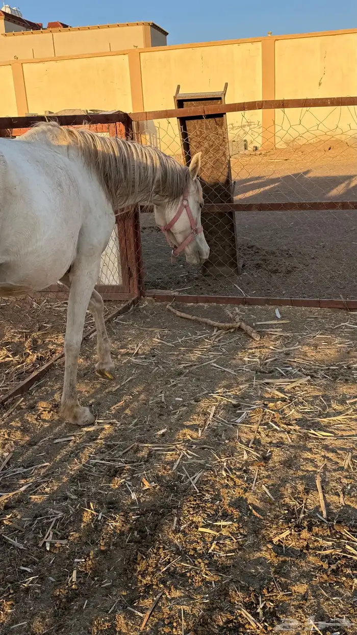 فرس عمرها 4 كفو للبيع عليها مهر ولقاح 3