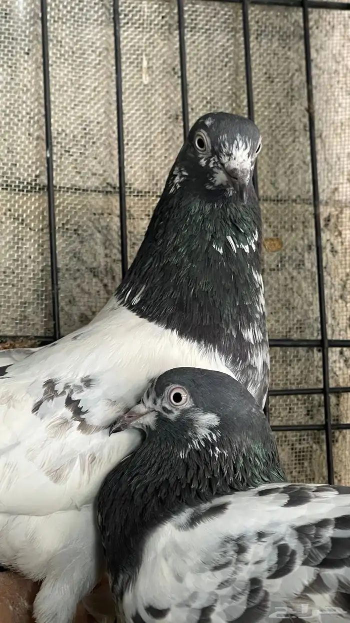 حمام بكستاني 7