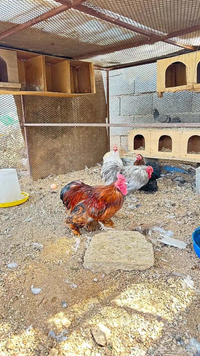 دجاج كوشن ديكين ودجاجتين 3