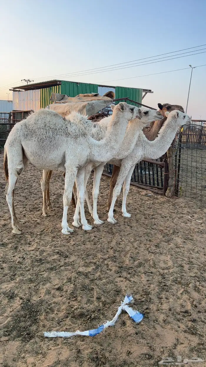 حشو للبيع 4 1