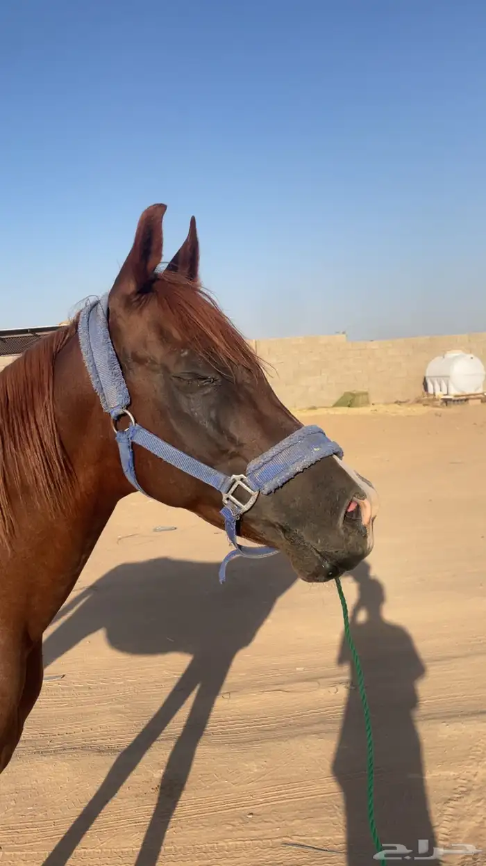 حصان شعبي خيل 1