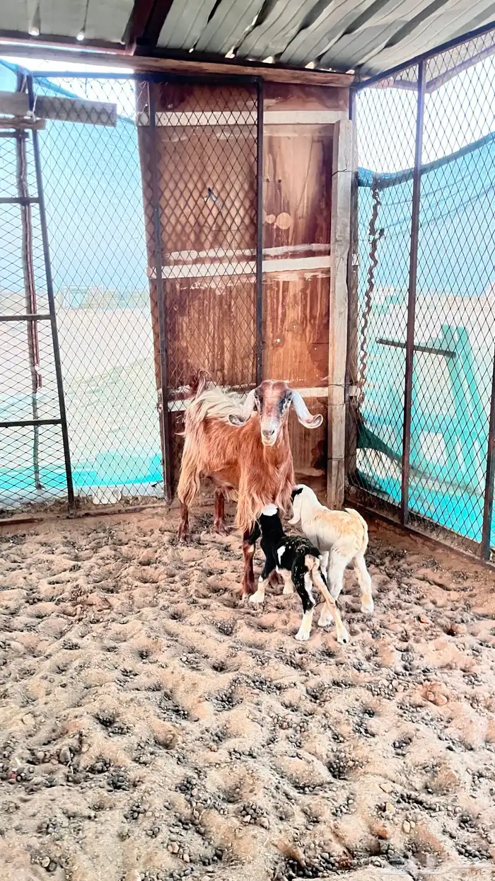 معزا ولد طيبات 2