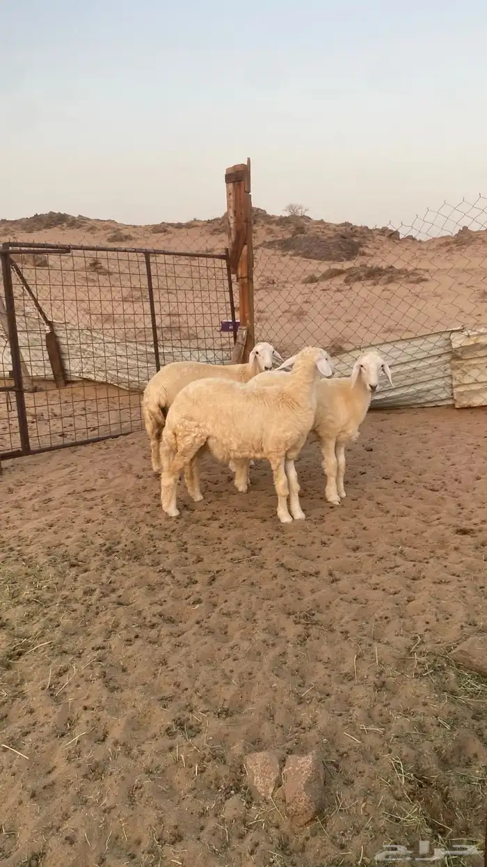 رخال حريه ( تمم البيع ) 1