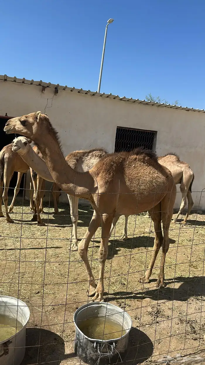 قعدان لبانيه على الشرط نظافه وشي فاخر 0