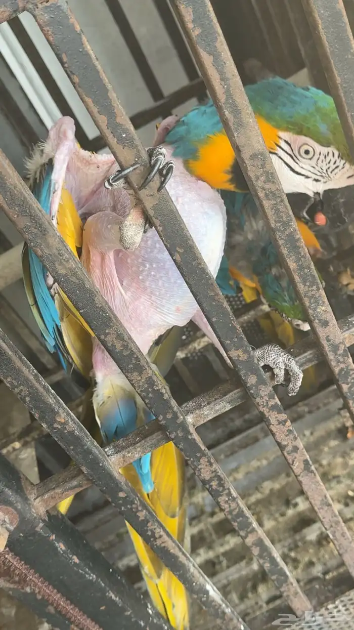 بغبغاء 6