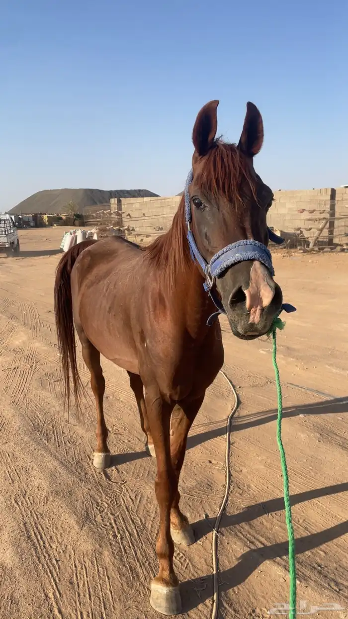 حصان شعبي خيل 0