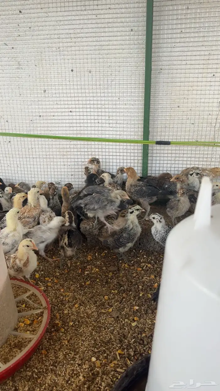 صوص دجاج العمر سبوعين 0