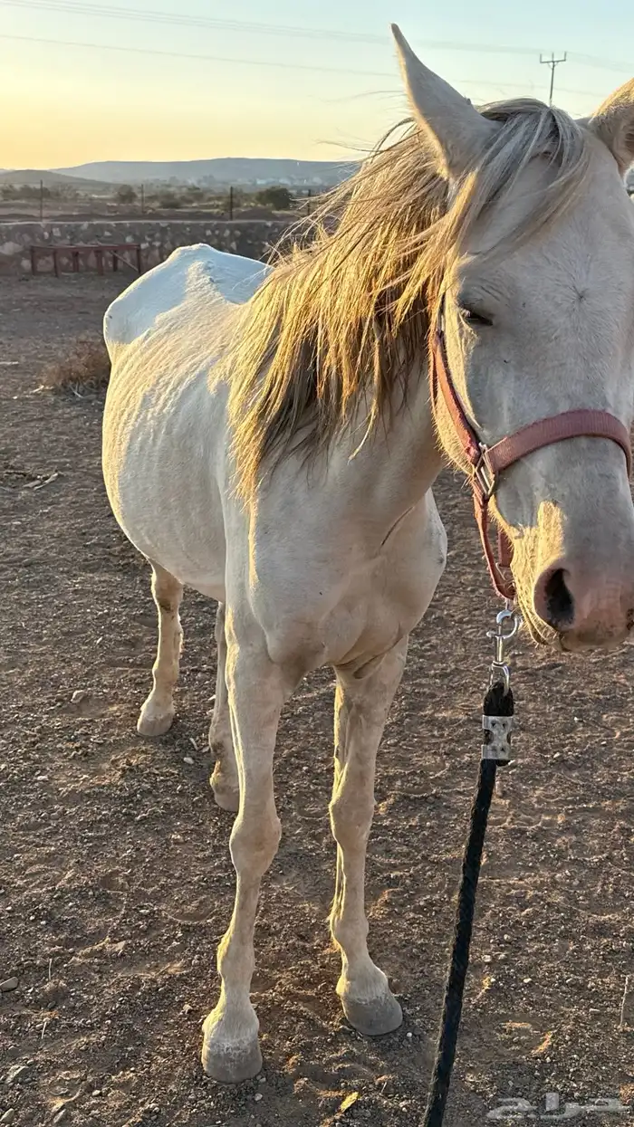 فرس عمرها 4 كفو للبيع عليها مهر ولقاح 15