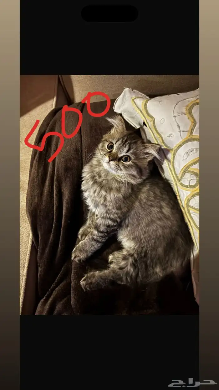 قطط شيرازي سكوتش للبيع   Persian Scottish kittens 8