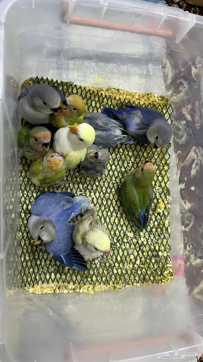 فروخ روز غر 5