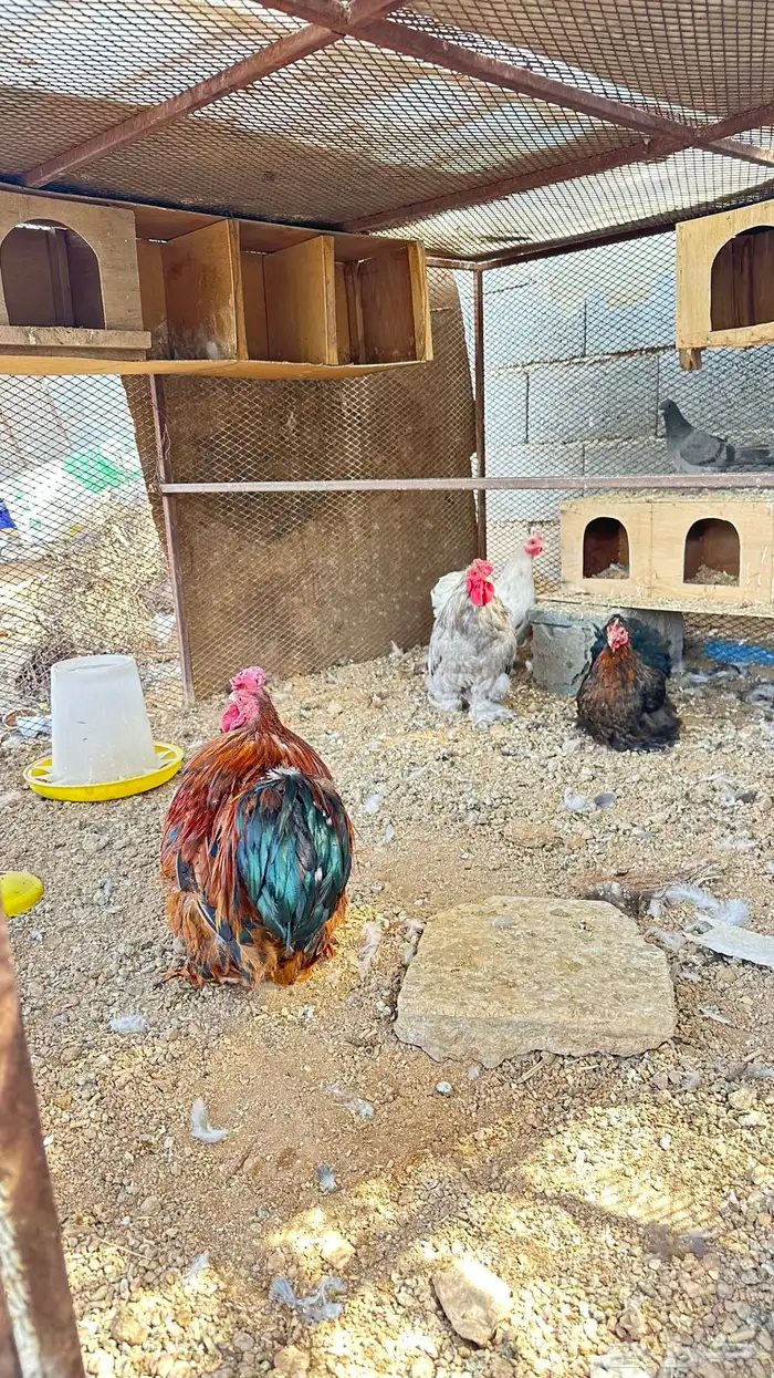 دجاج كوشن ديكين ودجاجتين 12