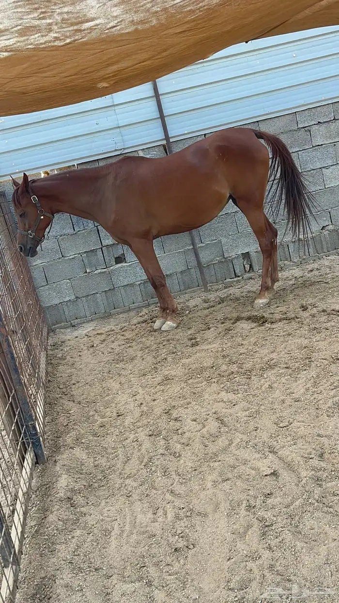 فرس شعبيه لقحه 0