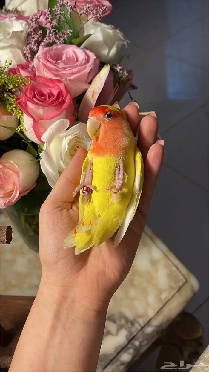 للبيع ببغاء الروز الأليف مناسب للأطفال 4
