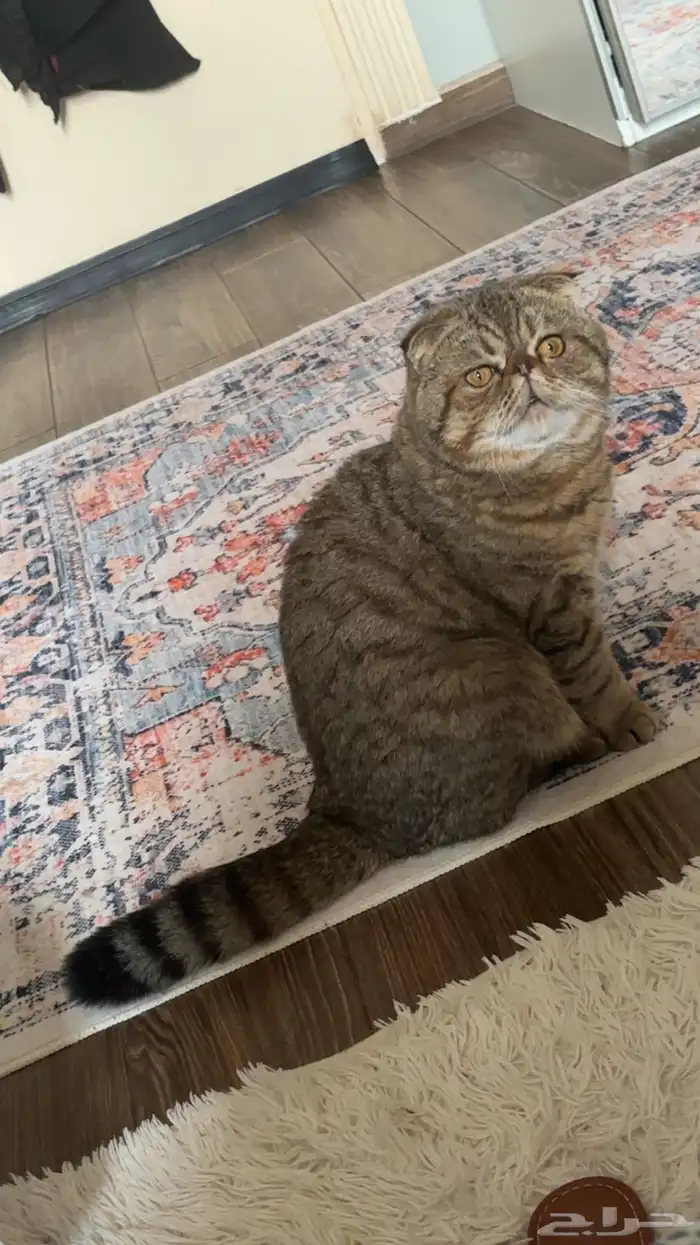 قط سكوتش فولد للتزاوج 3