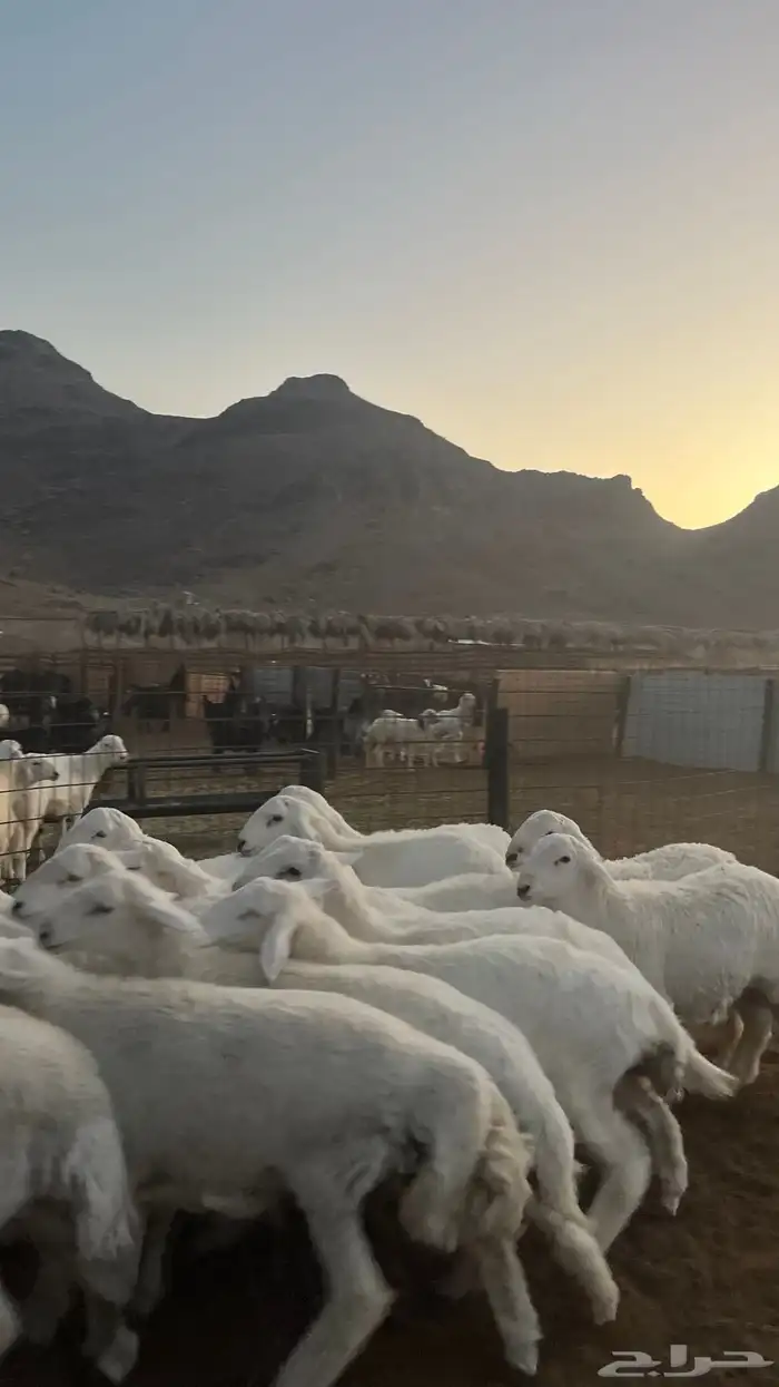 طليان حري ذبايح نظاف شرط 5