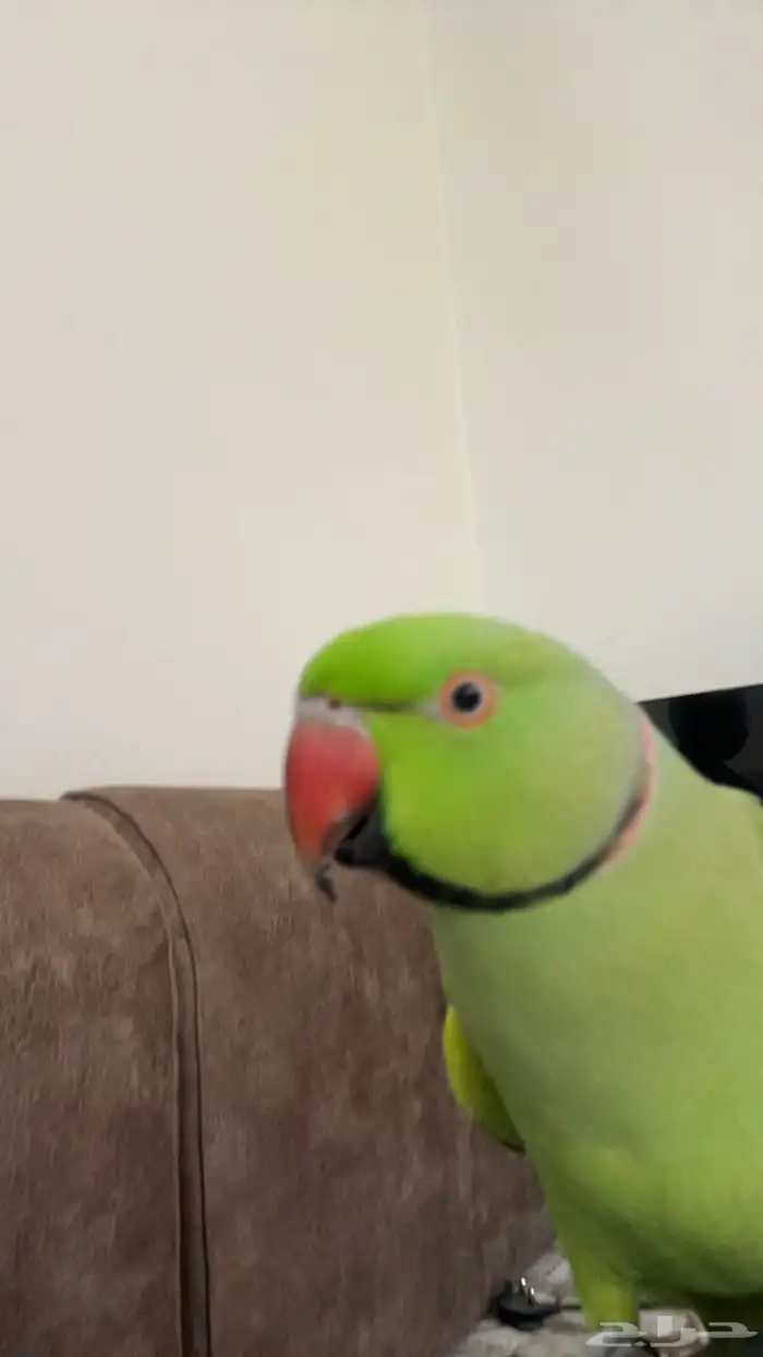 ببغاء دره الهندي 1