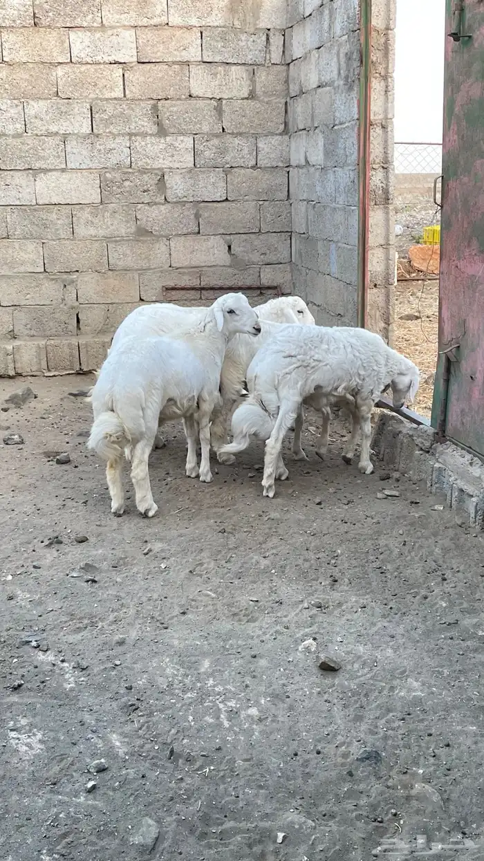 خرفان   طليان 9
