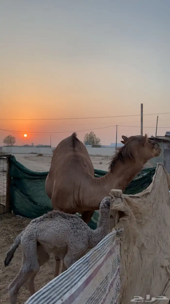 ناقه ساحليه بولدها 3