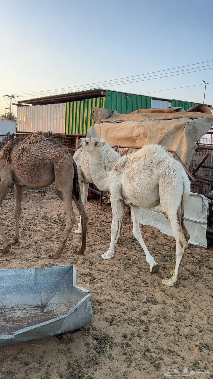 حشو للبيع 4 3