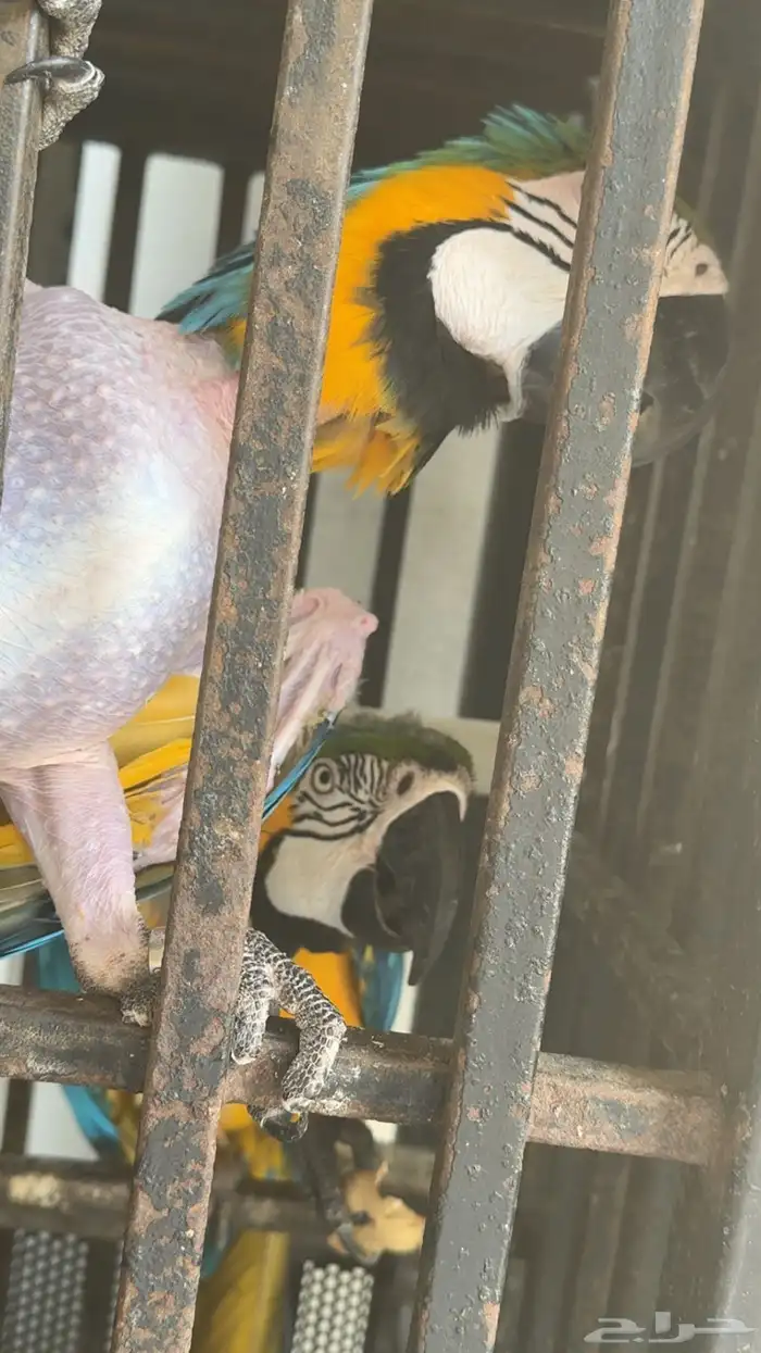 بغبغاء 4