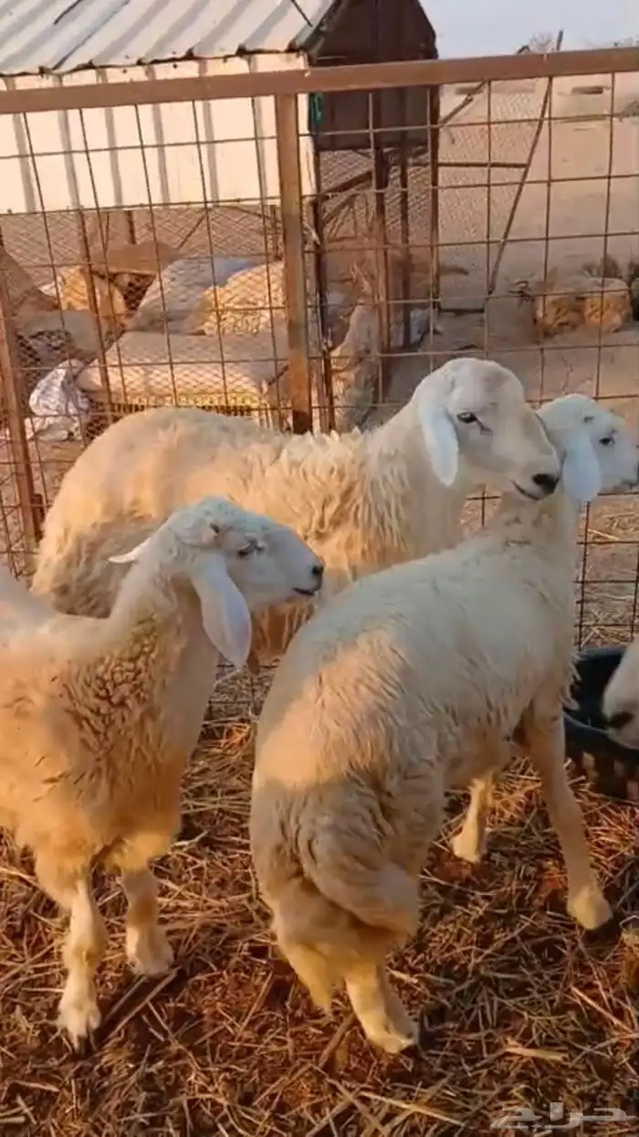 طلي طليان ذبايح للثلاجه وللمناسبات 0