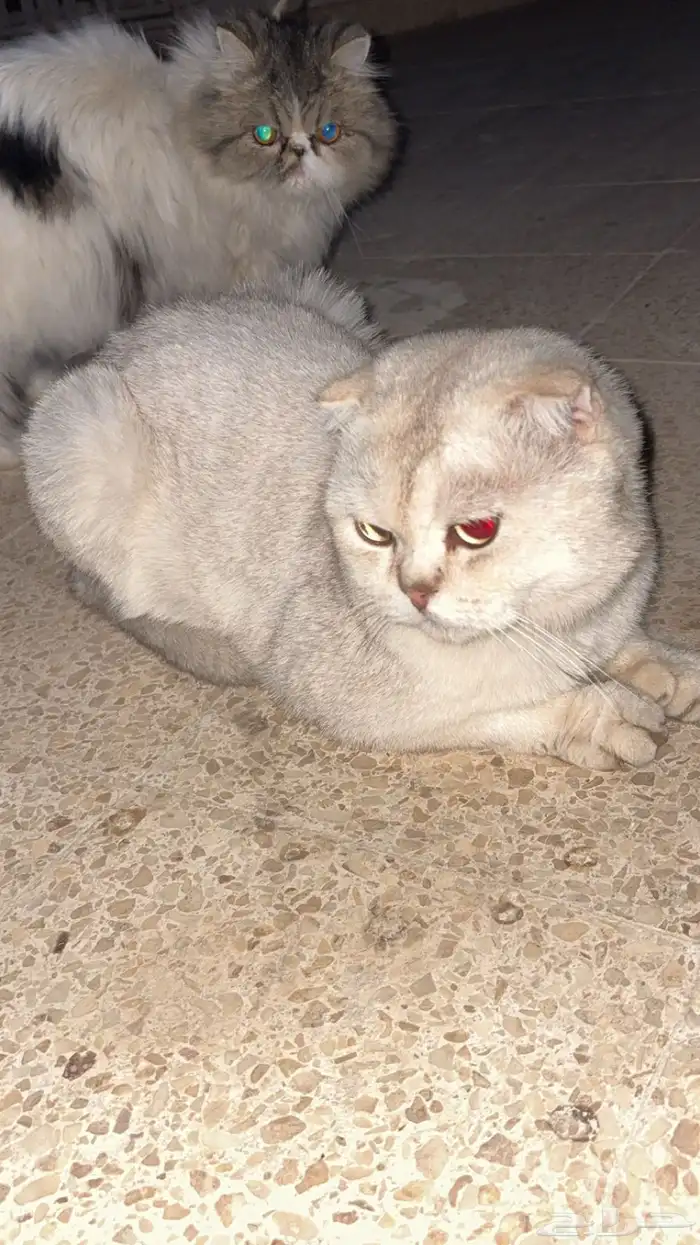 سكوتش فولد ذكر منتج بطل 1