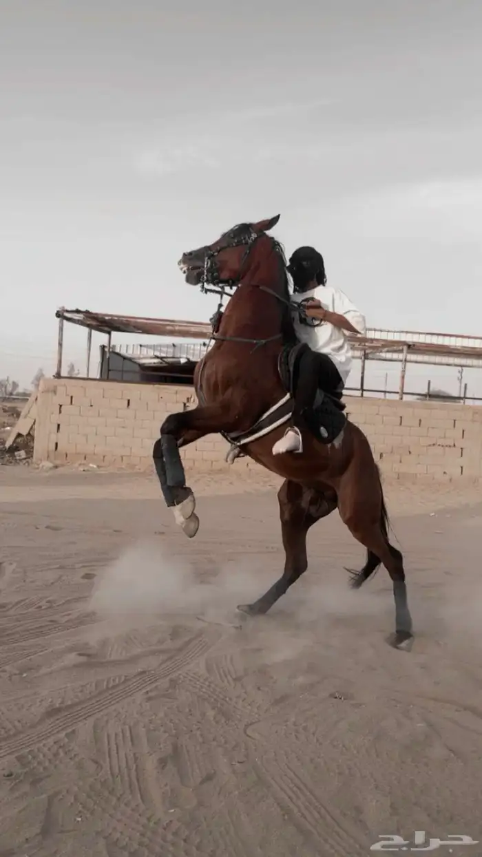 حصان شعبي اسمه لزاز العمر 5 الحصان مايشكي من شى 0