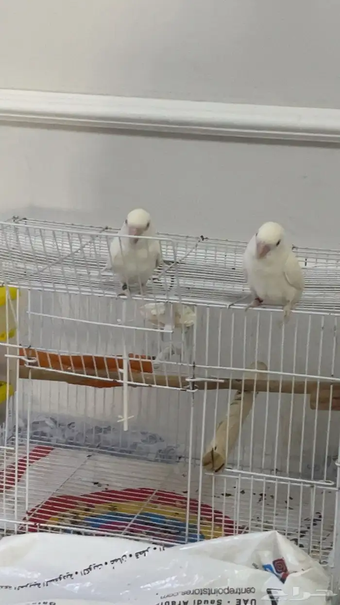 2 جوز ببغاء روز البينو للبيع منتج 1