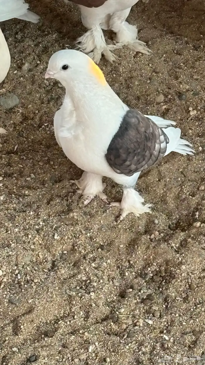 حمام وديكه 3