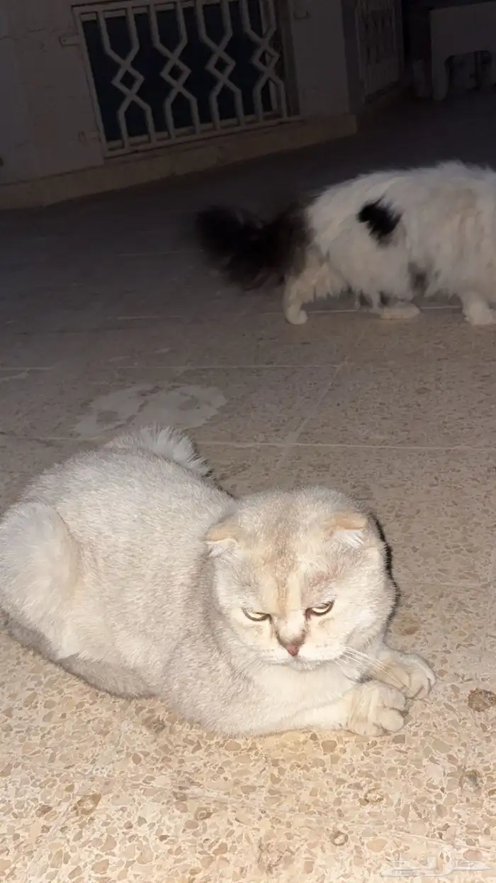 سكوتش فولد ذكر منتج بطل 2