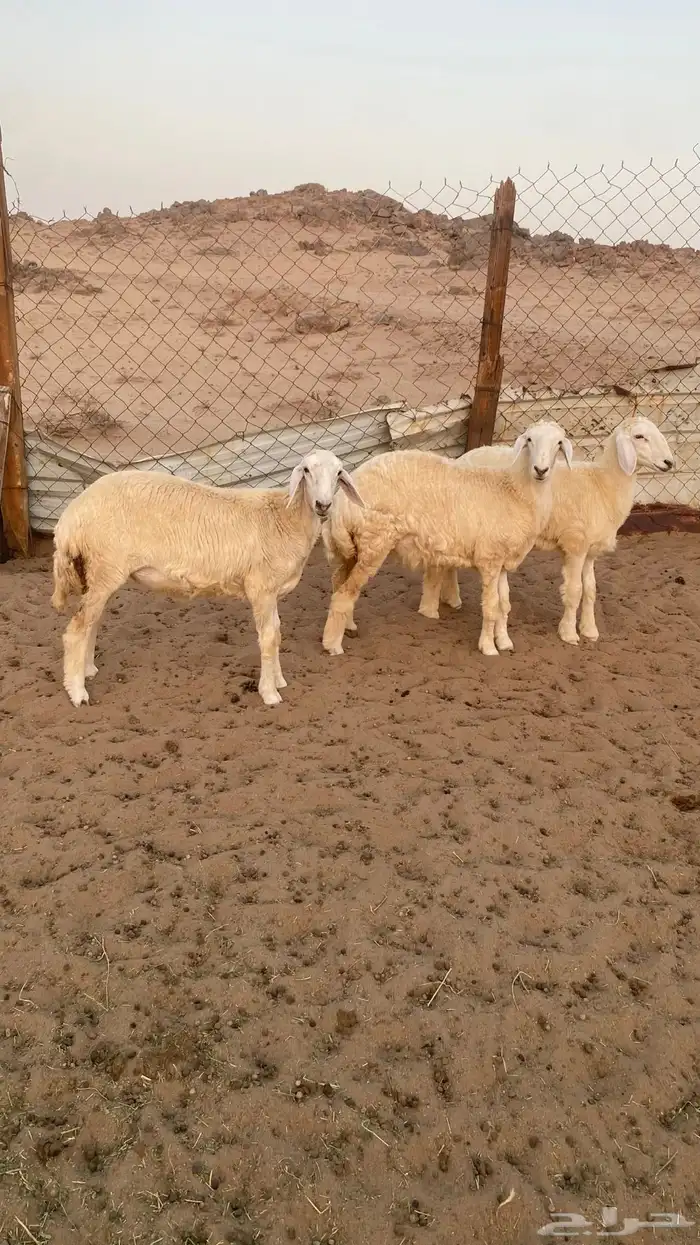 رخال حريه ( تمم البيع ) 9