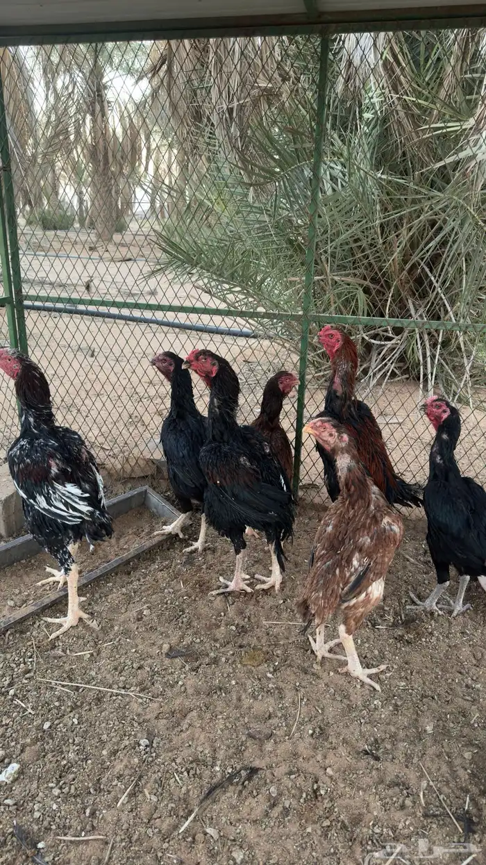 ديكه ودجاج باكستاني 2