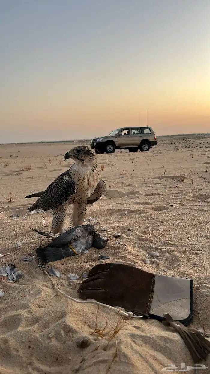 طير 0