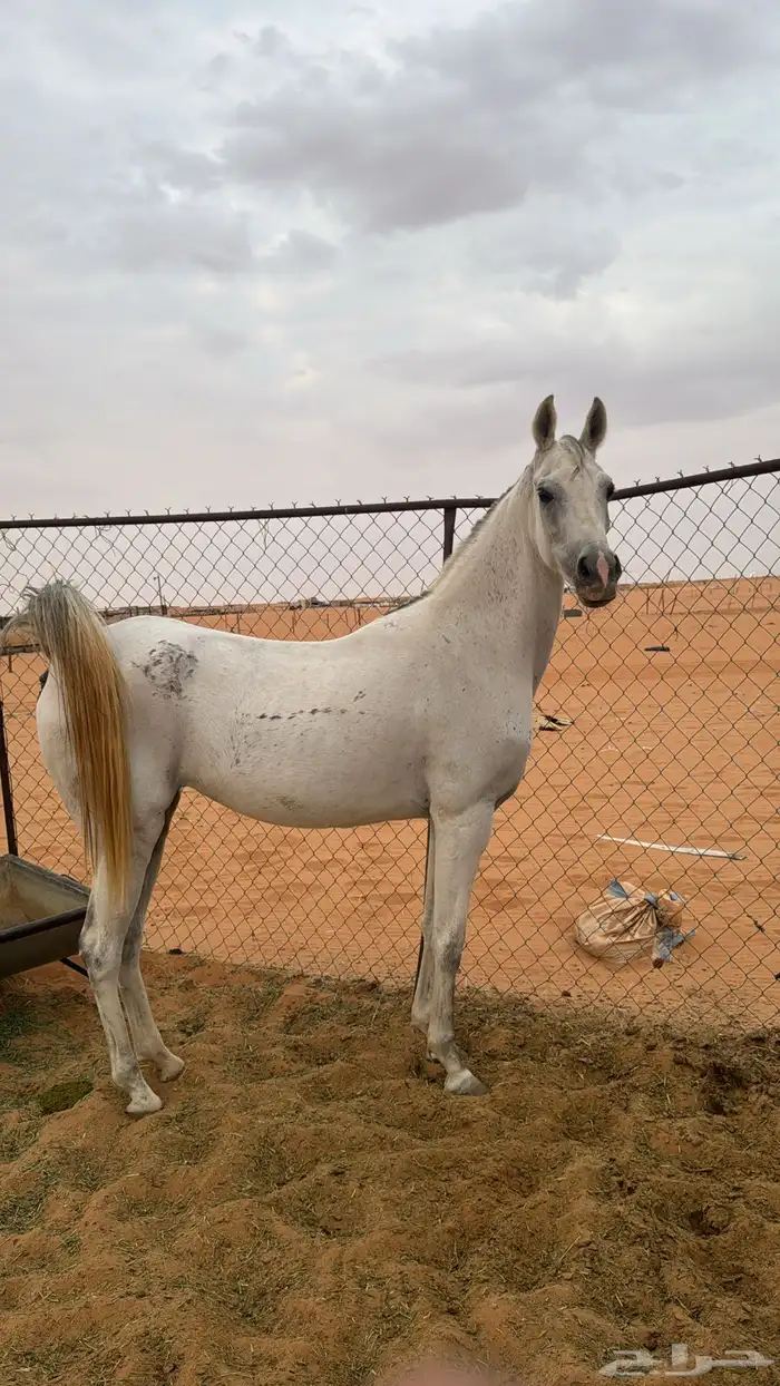 فرس شعبيه كفو 0