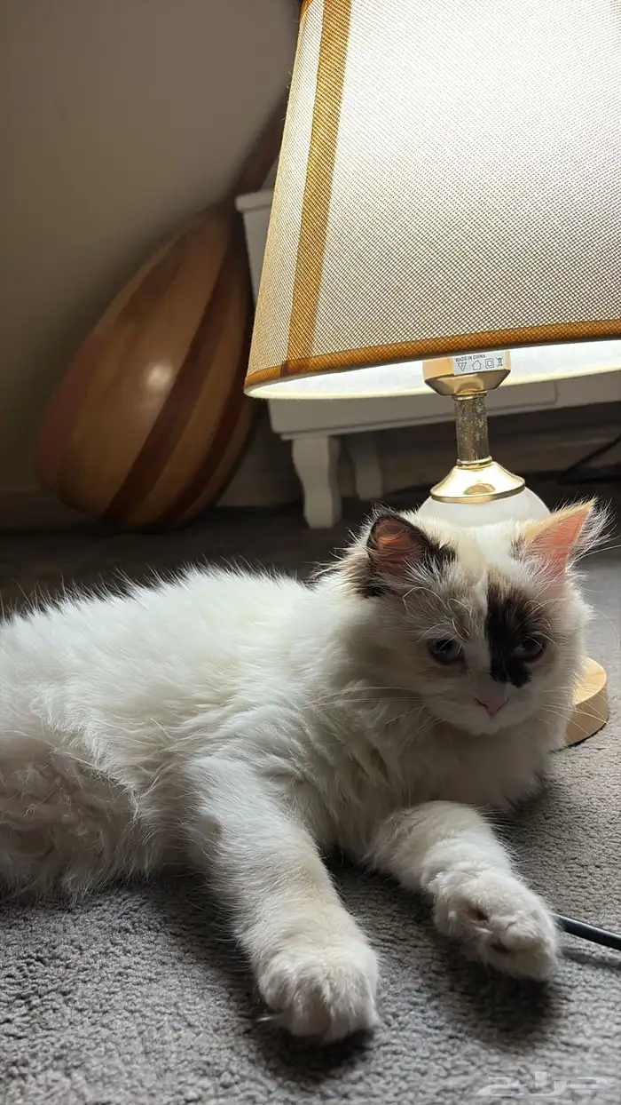 قطة شيرازي هملايا 1