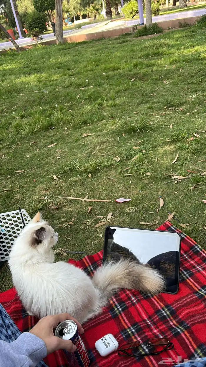 قطة شيرازي هملايا 5