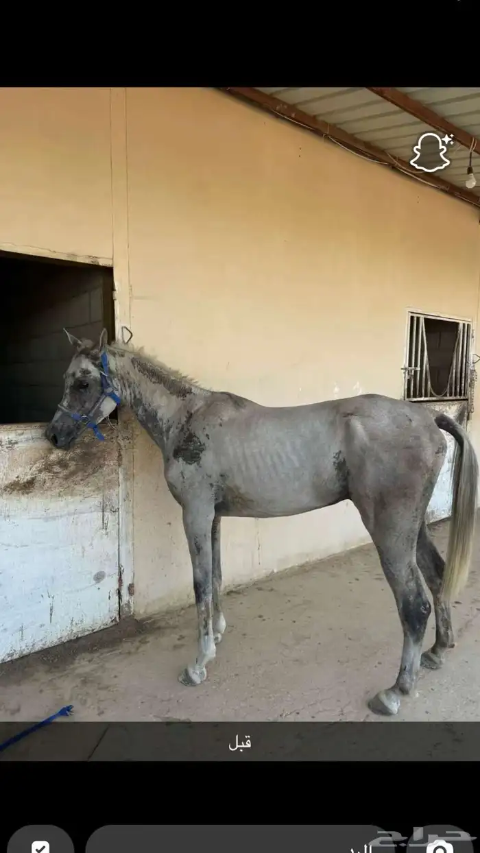 مربط صهوة اصايل يعلن عن تواجد غرفة ايواء باهتمام كامل وعناي 3