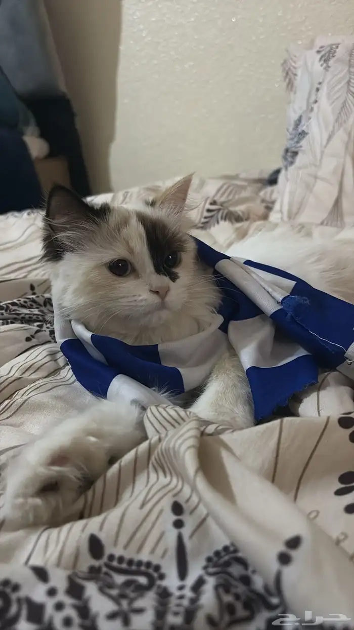 قطة شيرازي هملايا 0