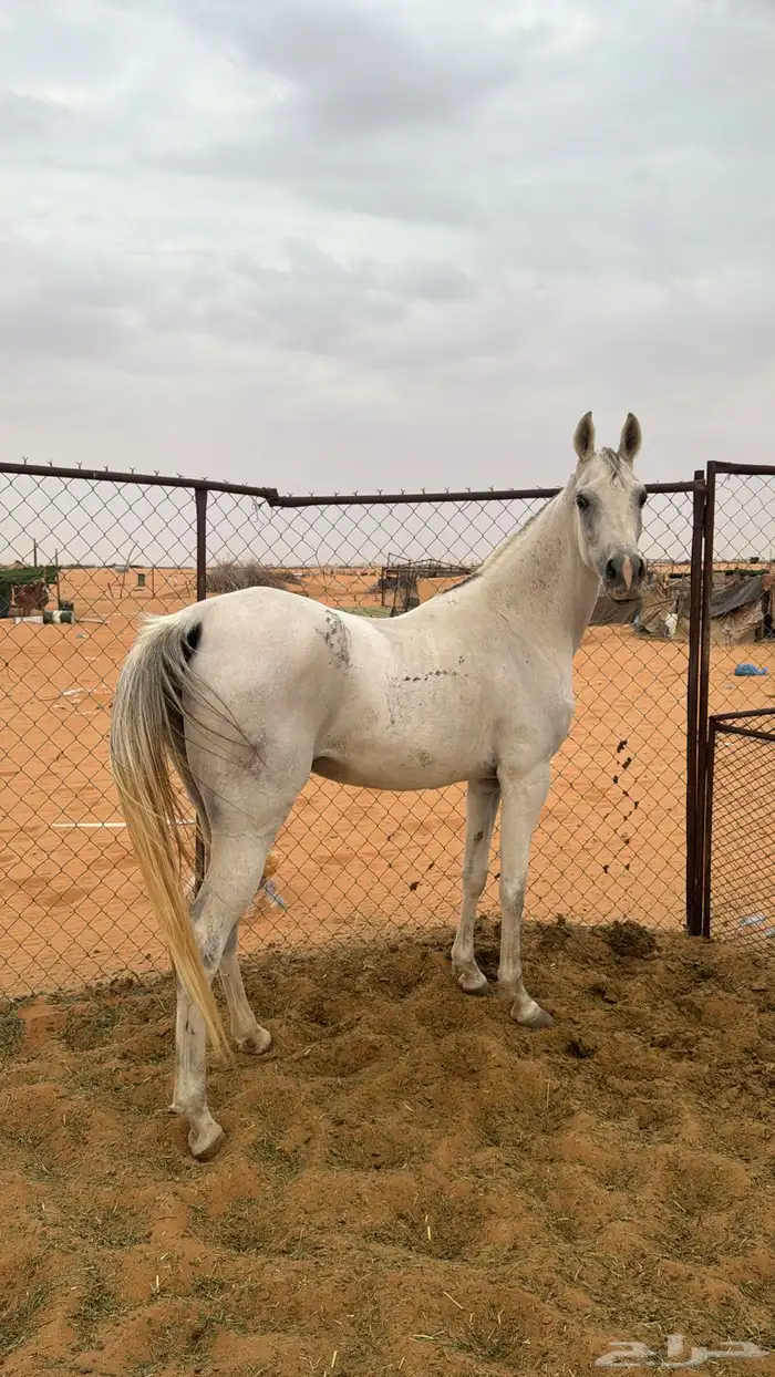 فرس شعبيه كفو 1