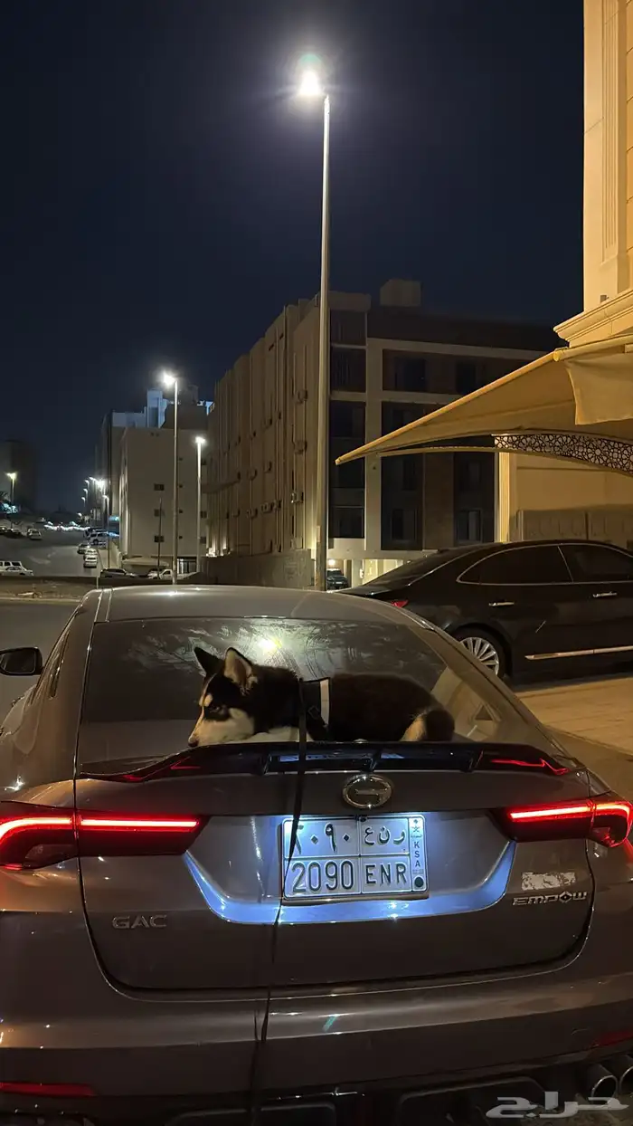 كلب هاسكي 3