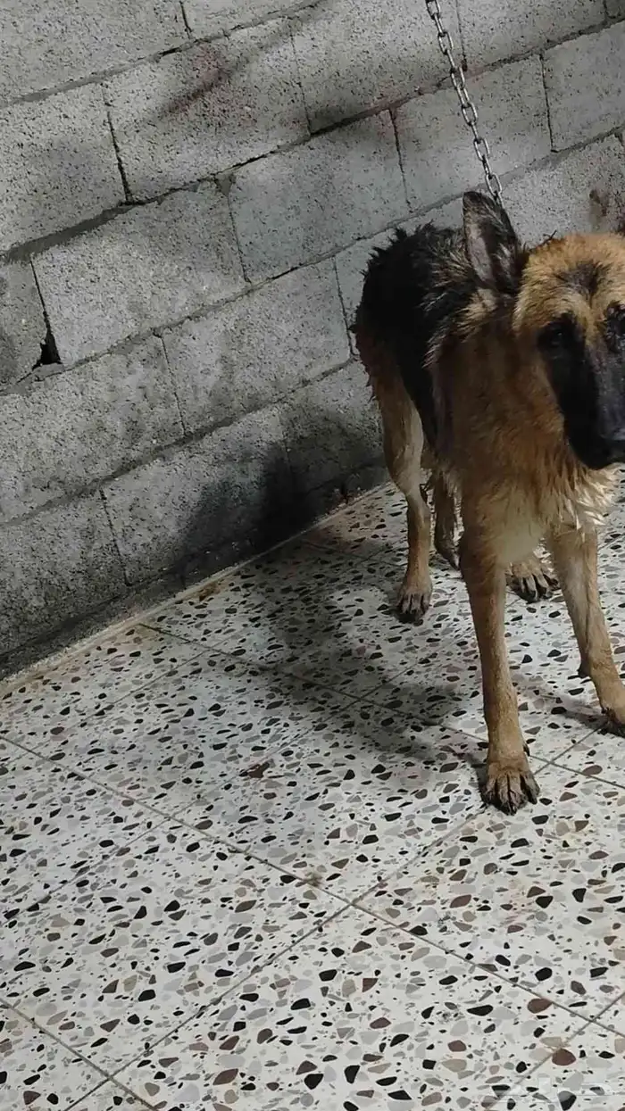 هاسكي  جيرمن أناث البيع عل الجميع سبب لعدم توفر مكان 6