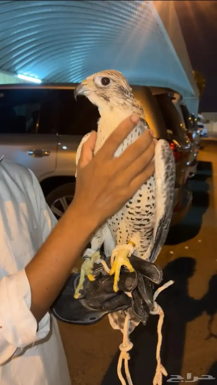 طير 2