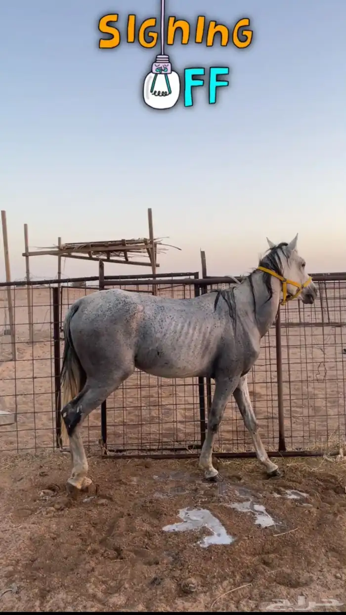 حصان شعبي كفو للبيع 1