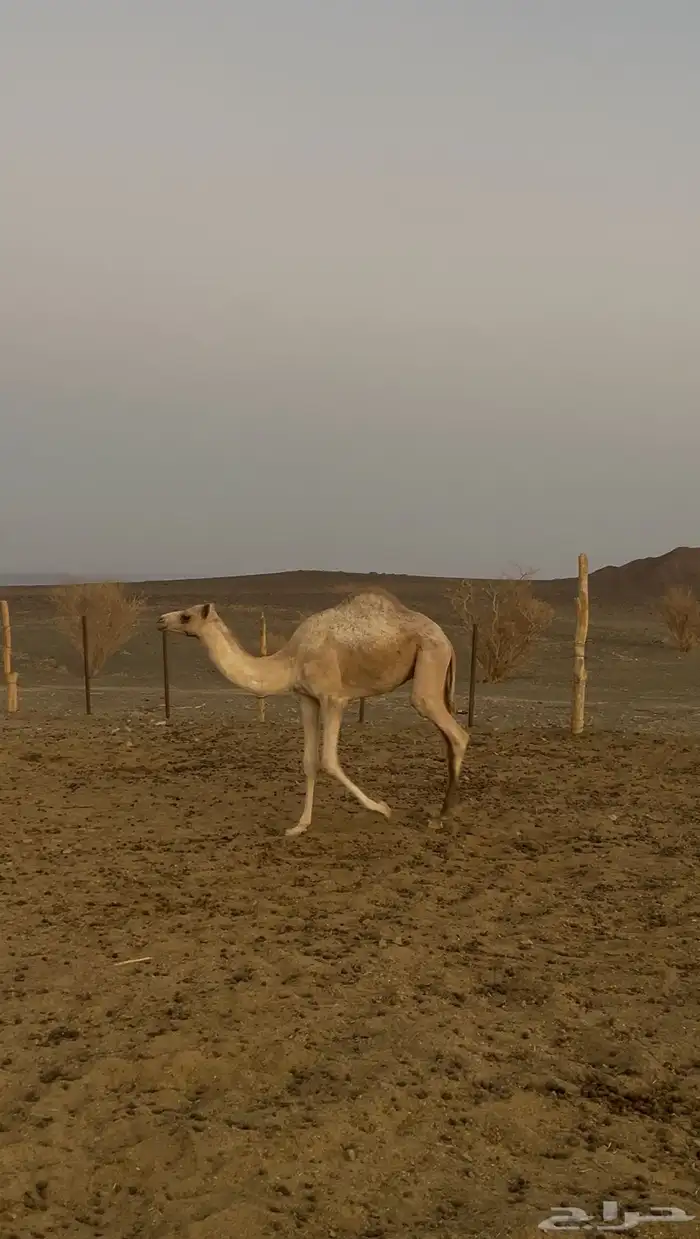 ذلول جاهزه لى الضراب 1