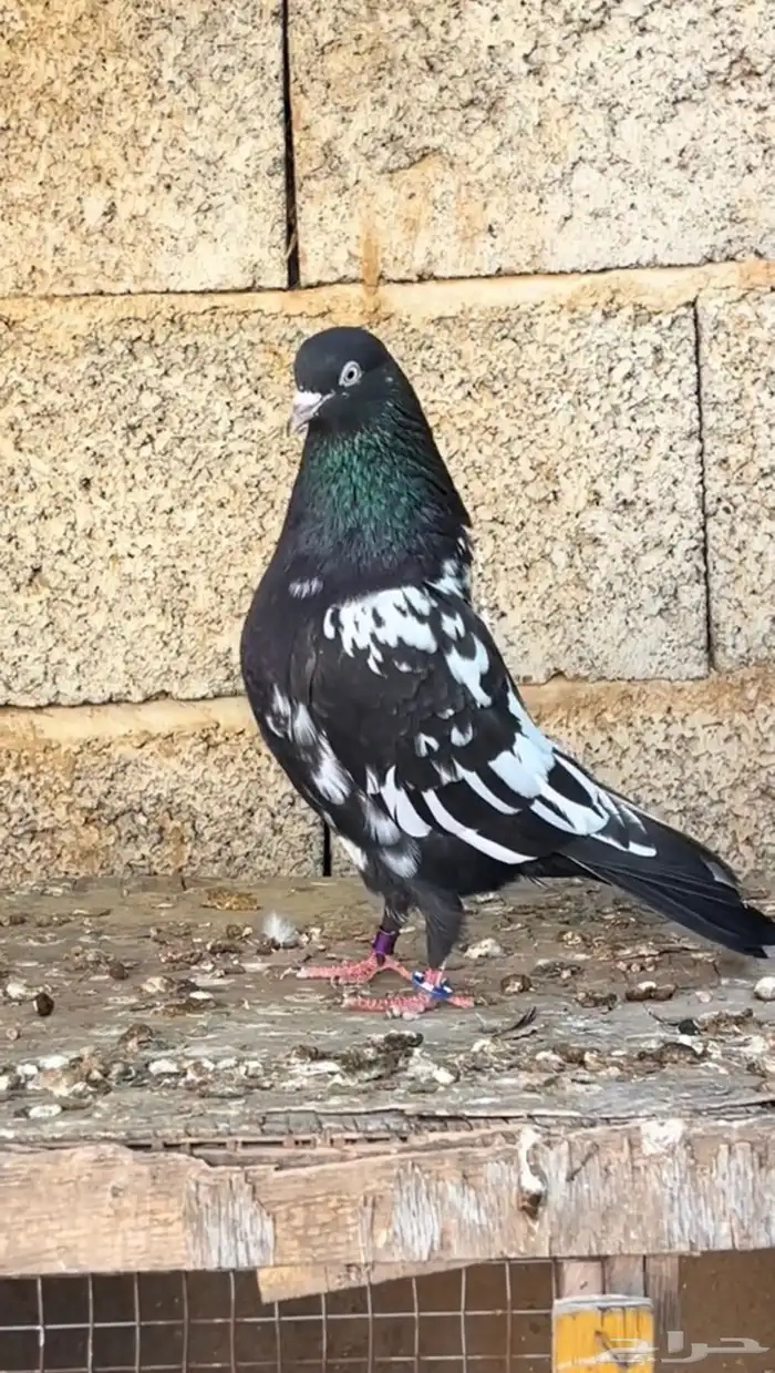 حمام بكستاني 2