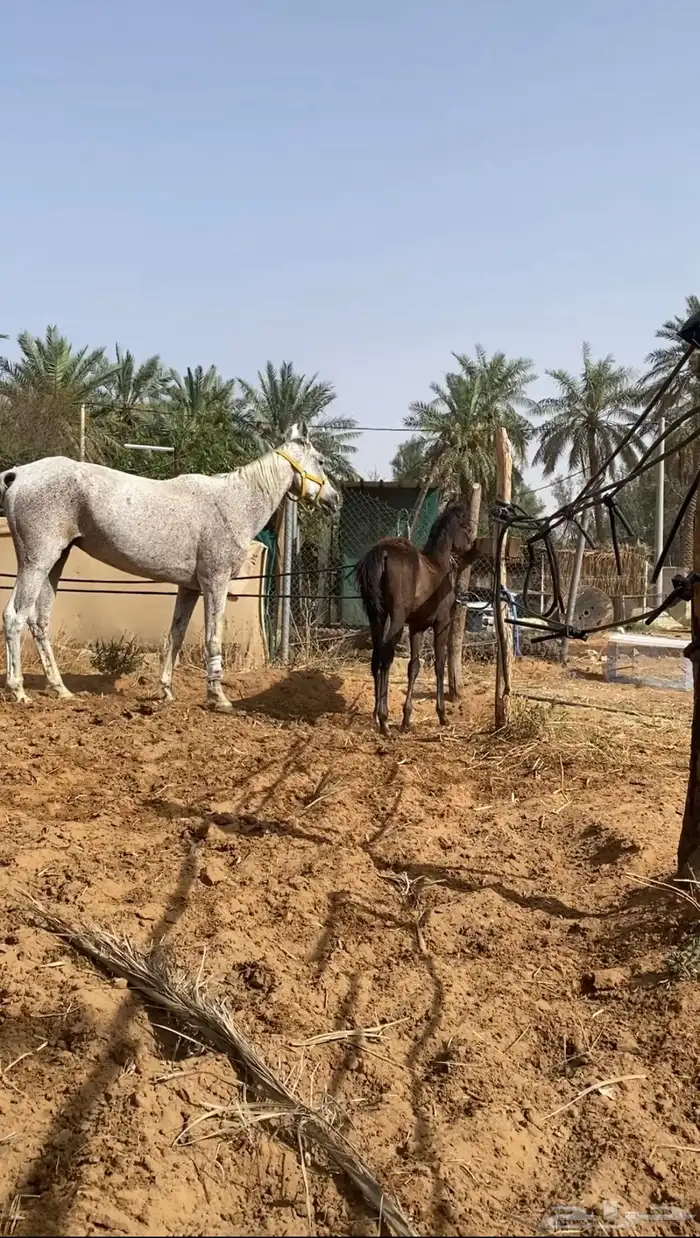 فرس شعبيه لقاح معها مهر كفو 0